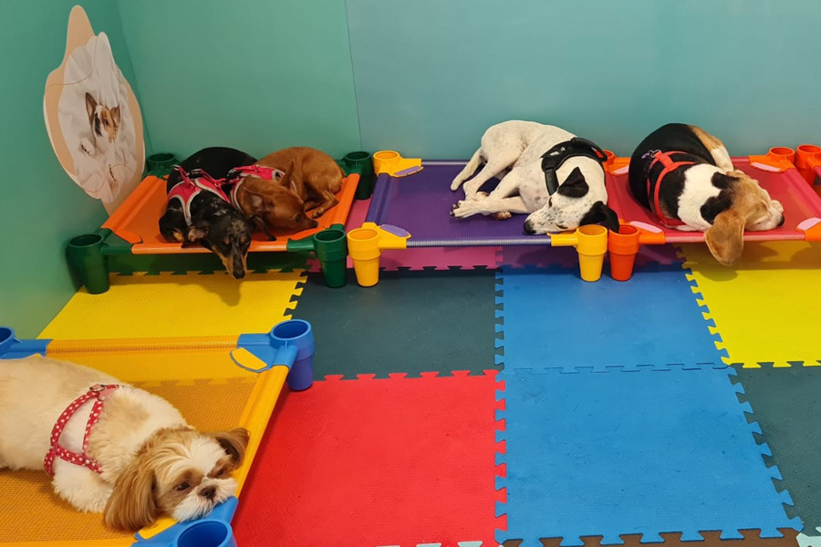 Cão descansando confortavelmente no hotel para pets
